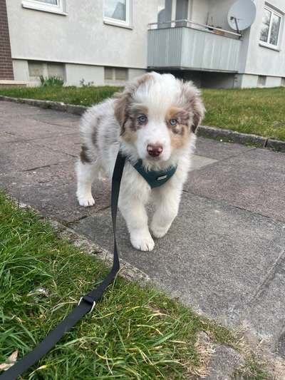 Hundetreffen-Spielrunde und gemeinsame Spaziergänge-Bild