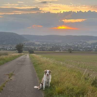 Hundetreffen-Spielrunde und gemeinsame Spaziergänge-Bild