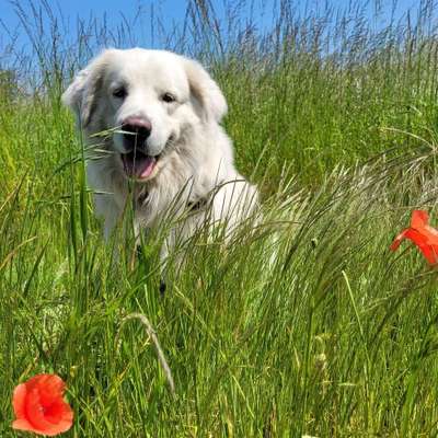 Hundetreffen-Sozial Walk für Groß und Klein-Bild