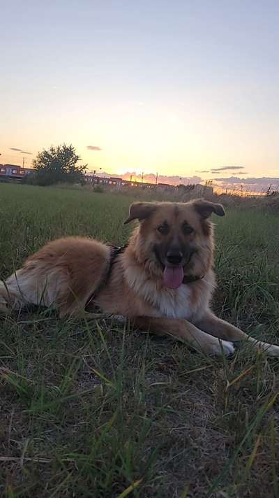 Hundetreffen-Gemeinsame Gassirunde-Bild