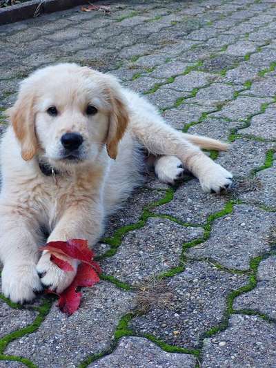 Wo sind die Golden Retriever Liebhaber?-Beitrag-Bild