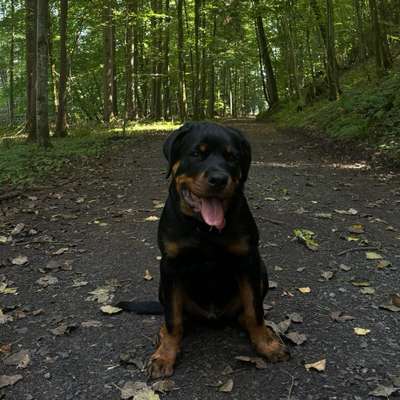 Hundetreffen-Spielen und Toben-Bild