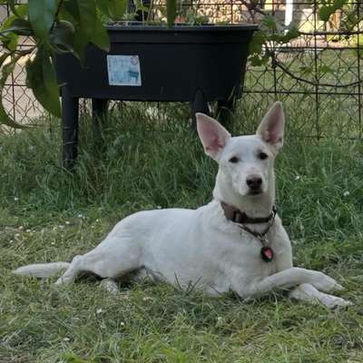 Hundetreffen-Svetcho & Frauchen suchen Freunde (:-Bild