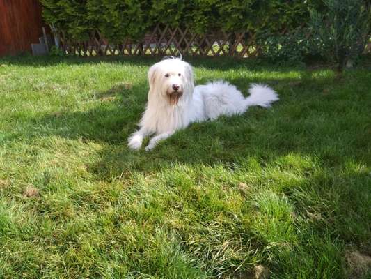 Mischlingshunde Foto Aufruf-Beitrag-Bild