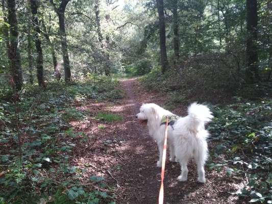 Die Dogorama Wochen Challenge-Beitrag-Bild