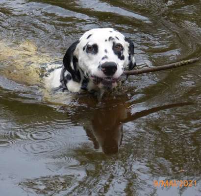 Dogorama-Monats-Challenge-Mai "Wasser"-Beitrag-Bild