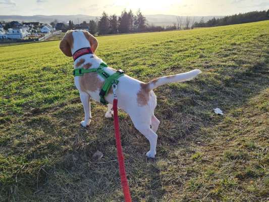 Fotochallenge No. 26                                     Wald und Wiese-Beitrag-Bild