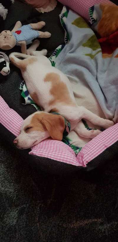 Als Welpen sind sie alle noch süßer-Beitrag-Bild