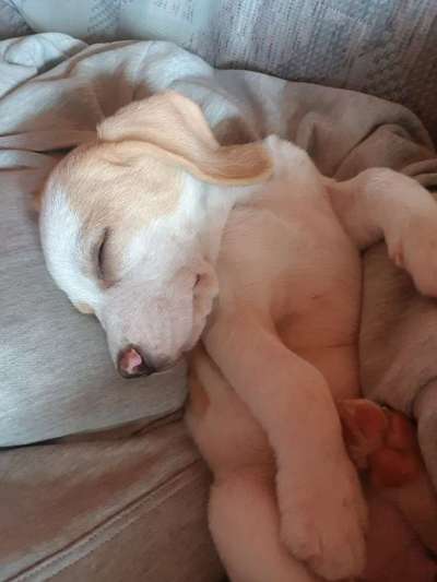 Als Welpen sind sie alle noch süßer-Beitrag-Bild