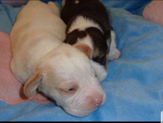 Als Welpen sind sie alle noch süßer-Beitrag-Bild