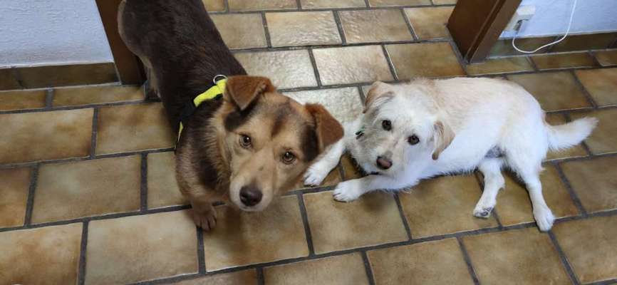 Club der Rumänen (Alle Hunde aus dem rumänischen Tierschutz, wo seid Ihr?)-Beitrag-Bild