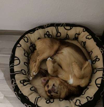 Challenge Nr 14
Eure Fellnasen auf ihrem Lieblingsplatz-Beitrag-Bild