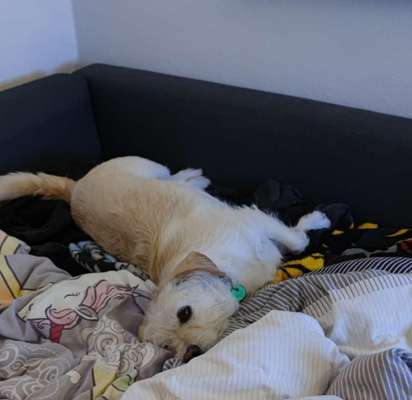 Challenge Nr 14
Eure Fellnasen auf ihrem Lieblingsplatz-Beitrag-Bild