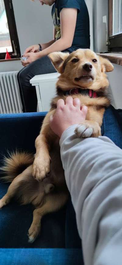 Die Dogorama-Wochen-Challenge "Die schönste Grimasse"-Beitrag-Bild