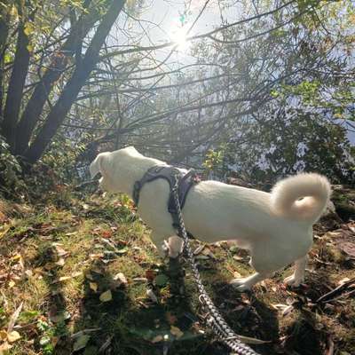 Hundetreffen-Gassirunden in Hellern-Bild
