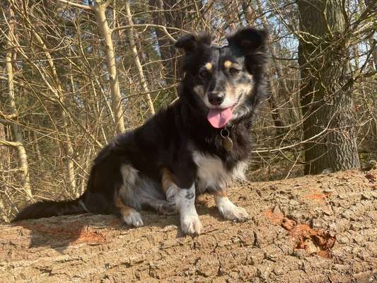 Mischlinge raten - Rätselspaß-Beitrag-Bild