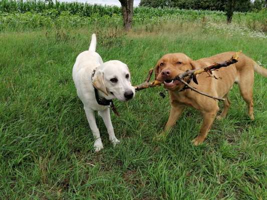 Bester Freund, Hundekumpel - zeigt her!-Beitrag-Bild
