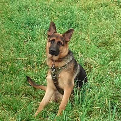 Schäferhund-Beitrag-Bild