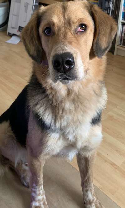 Mischlingshunde Foto Aufruf-Beitrag-Bild