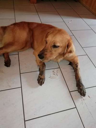 Golden Retriever-Beitrag-Bild