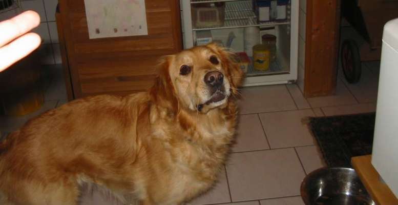 Fotochallenge Nr. 56 - geliebte Senioren-Beitrag-Bild