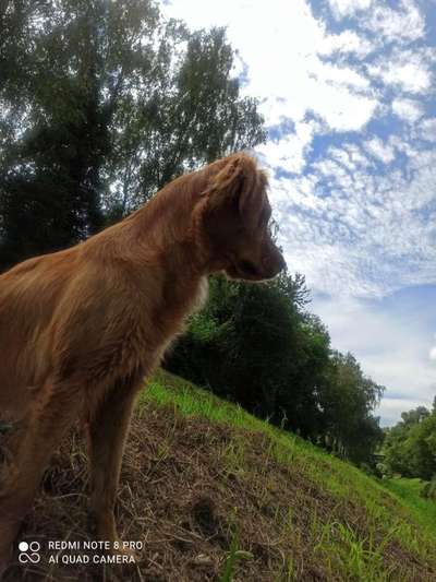 Wo sind die Golden Retriever Liebhaber?-Beitrag-Bild