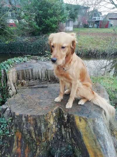 Zeigt eure verrücktesten Hundebilder-Beitrag-Bild