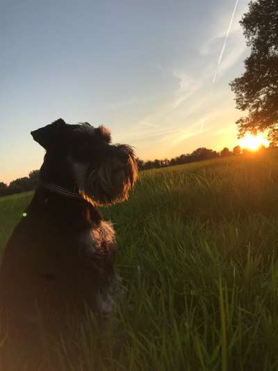 Zwergschnauzer gesucht-Beitrag-Bild