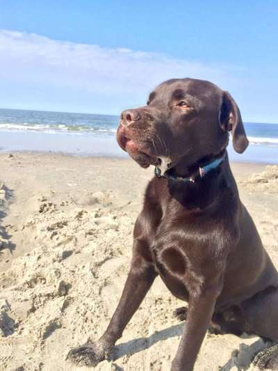 Dogorama-Monats-Challenge-Mai "Wasser"-Beitrag-Bild