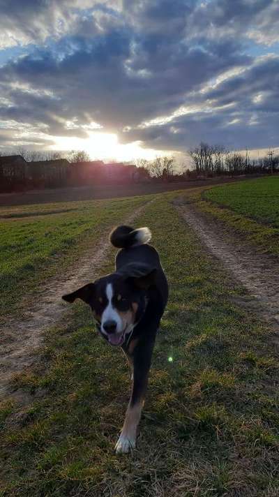 Fotochallenge 66 ~ Rennaction -Zeig deinen Hund im Lauf-Beitrag-Bild