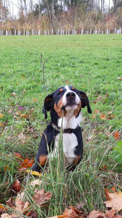 Fotochallenge Nr 55  -  Hund im November--Beitrag-Bild