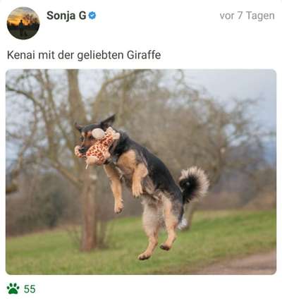 FOTO CHALLENGE 77 - Dein Hund im Spiel-Beitrag-Bild