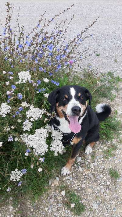 Fotochallenge 78

Es grünt und blüht-Beitrag-Bild