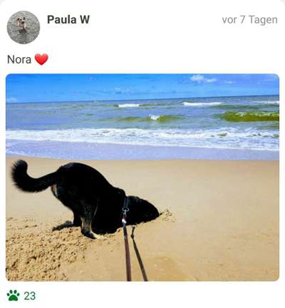 Challenge 41 - Mein Hund im Urlaub-Beitrag-Bild
