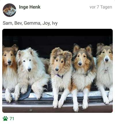 FOTOCHALLENGE 70 - Dein Hund im Auto-Beitrag-Bild