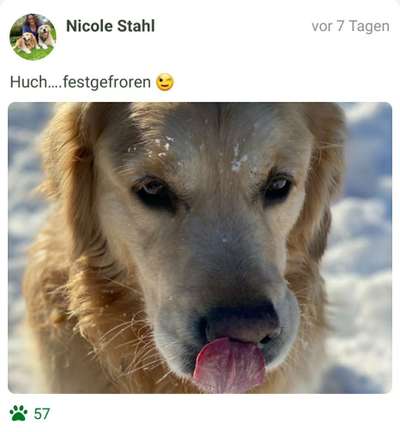 Fotochallenge Nr. 59 - Mein Hund zeigt die Zunge-Beitrag-Bild