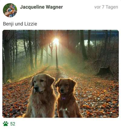Fotochallenge Nr 55  -  Hund im November--Beitrag-Bild