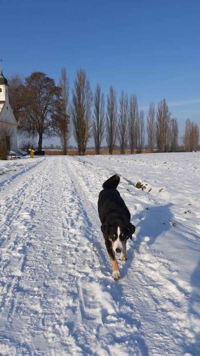 Dogorama Photo Challenge - Winterstimmung-Beitrag-Bild