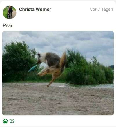 43. Fotochallenge-Zeigt mir eure Ball oder Frisbee verrueckten Hunde-Beitrag-Bild