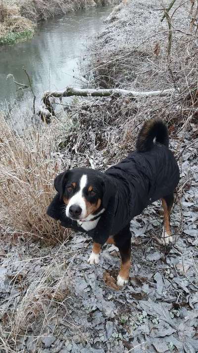 Dein Hund im Dogorama-Kalender 2021-Beitrag-Bild