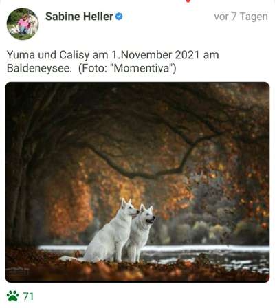 Fotochallenge Nr 55  -  Hund im November--Beitrag-Bild