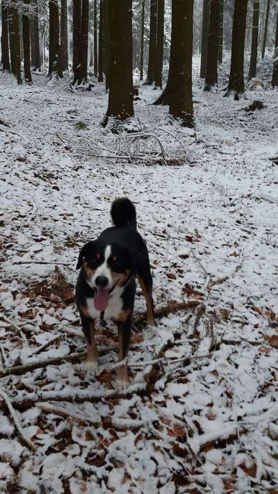 Appenzeller Sennenhunde-Beitrag-Bild