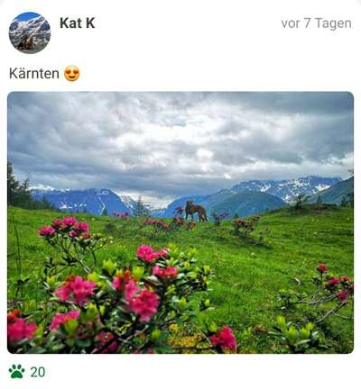 Challenge 41 - Mein Hund im Urlaub-Beitrag-Bild