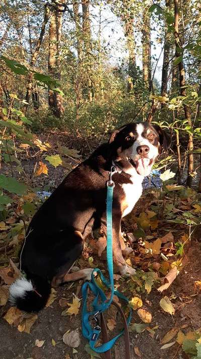 Dogorama Photo Challenge - an der Leine-Beitrag-Bild