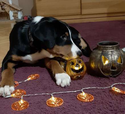 Fotochallange Nr.53 "HALLOWEEN"-Beitrag-Bild