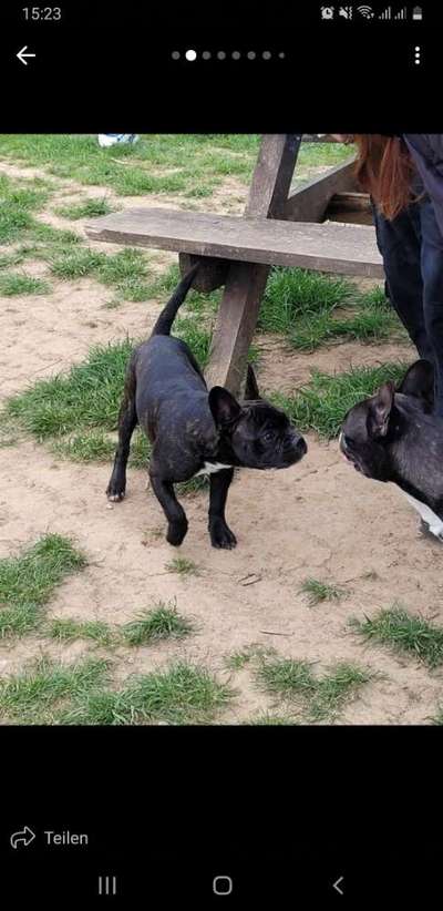 Französische Bulldoggen-Beitrag-Bild