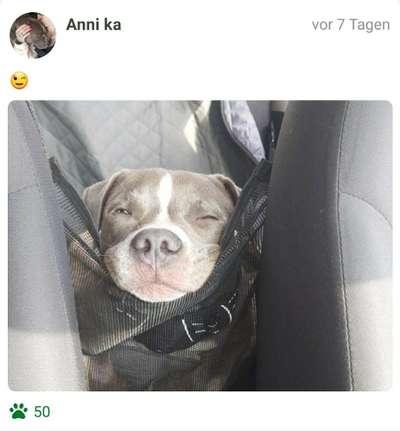 FOTOCHALLENGE 70 - Dein Hund im Auto-Beitrag-Bild