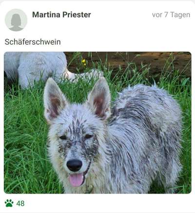 FOTOCHALLENGE 72 - Glücklicher Hund im Schmuddel-Look-Beitrag-Bild