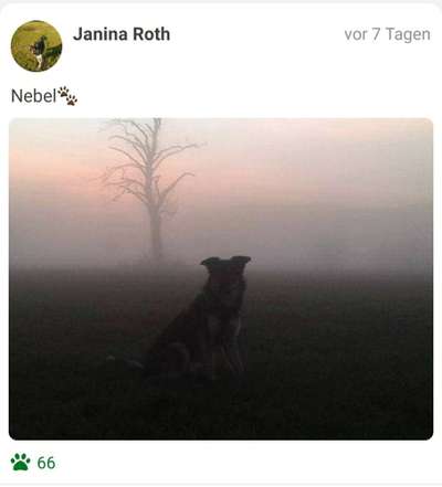 Fotochallenge Nr 55  -  Hund im November--Beitrag-Bild