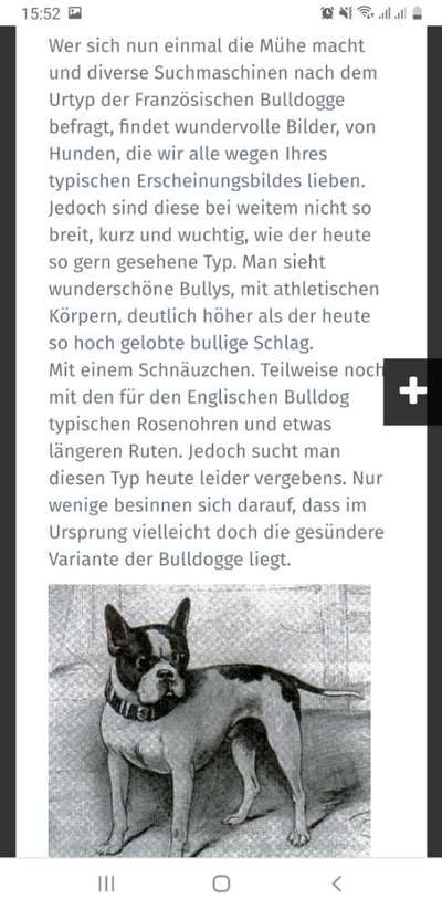 Französische Bulldoggen-Beitrag-Bild